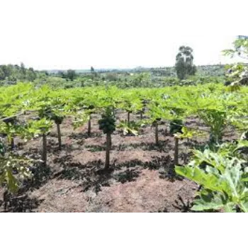 Originates Papaya Plant